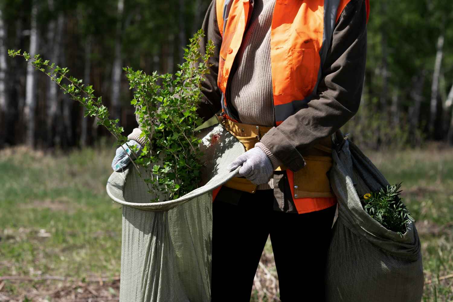 Tree Health Inspection in Edna, TX